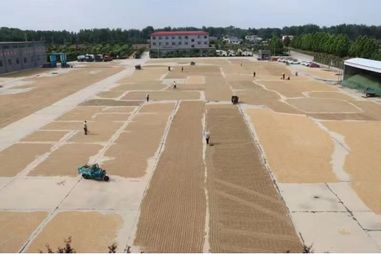 6.2展現(xiàn)國企責(zé)任擔(dān)當(dāng) 全力助民搶收夏糧(新聞稿)659.png 6.2展現(xiàn)國企責(zé)任擔(dān)當(dāng) 全力助民搶收夏糧(新聞稿)659.png